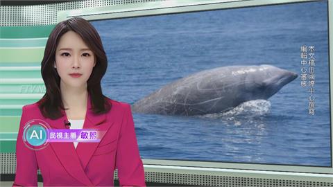 敏熙報氣象／海洋哺乳類憋氣高手 柯氏喙鯨潛水可達3小時42分
