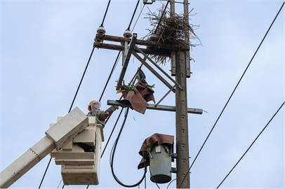 快新聞／防停電兇手又是牠！驚蟄到來「鳥獸活躍」　台電逾4000人強化供電穩定