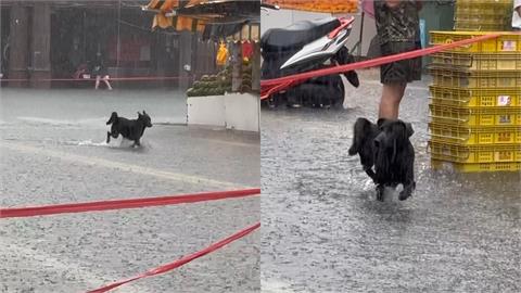 嘉義朴子炸雨彈「街道成河淹腳踝」！黑皮狗「奔跑狂歡25秒」吸百萬人朝聖