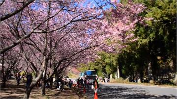 武陵農場櫻花季開鑼 每天限6千人