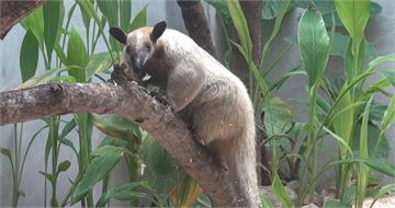 香蕉樹竟成攀爬跳板！小食蟻獸「黑妞」不假外出　北市動物園籲請協尋