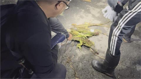 屏東萬丹紅豆迎播種季　農民拉圍網備戰防治綠鬣蜥