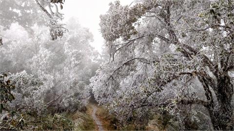 追雪族衝了！　太平山國家森林遊樂區入園人數破3千
