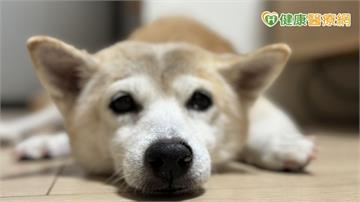 地震後家中貓狗「出現這些情況」恐是憂鬱症！頻繁進出貓砂、異常舔毛注意