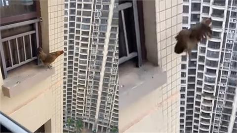 公雞20層樓高「信仰之躍」8秒片瘋傳！網見最後身影狂問：還活著嗎
