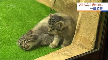 軟萌「兔猻」寶寶 日本那須動物王國亮相
