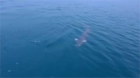 日月潭驚見「250公分巨魚」超大水怪現身！真實身分仍是謎