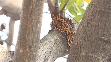 「蟲蟲危機」！ 數千椿象入侵台中市公園