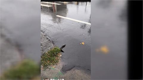 午後豪雨中部雨狂炸! 彰化"魚沖馬路" 低窪地區積淹水