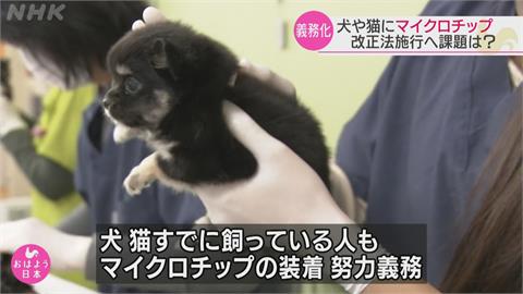 日本訂2022年6月起強制犬貓植晶片　民眾憂危害寵物健康