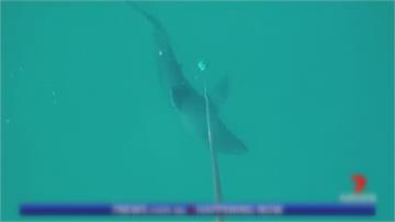 衝浪客被拖上岸  「左腿遭咬斷」澳洲黃金海岸 鯊魚咬死人！