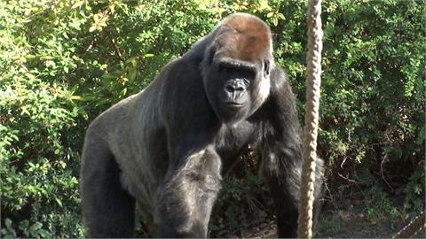 AI搶救瀕危物種太神啦！德國動物園「這1招」保護大猩猩