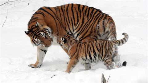 開山路驚見「4雙眼睛」猛瞪！野生國寶級動物現蹤…稀有畫面全被拍