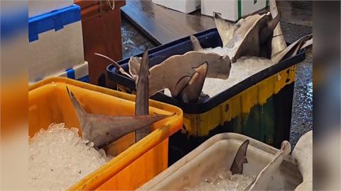 崁仔頂魚市販售「瀕危鯊魚」？　基市府：非禁捕物種