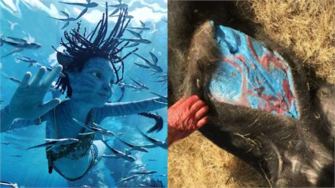 來自阿凡達的生物？加州驚見「藍肉野豬」專家揭原因示警：有毒勿食