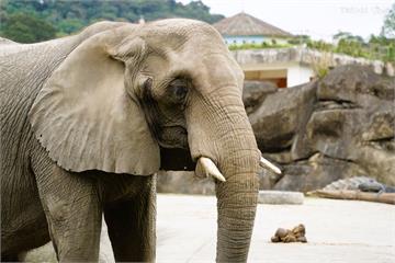 「謝謝妳陪我們長大」42歲非洲象走完最後一程　北市動物園深夜含淚道別：讓她有尊嚴離開