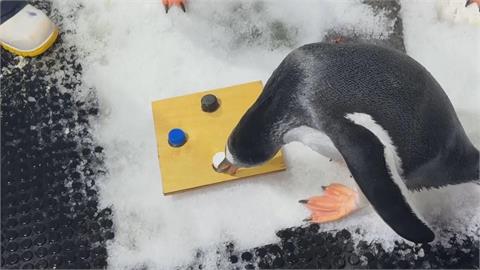 最新研究！　企鵝偏好白色　專家籲：減少使用白色塑膠