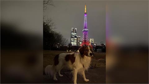 大谷翔平愛犬「彈額頭」隨賽回日本！預賽結束直奔邁阿密　東京鐵塔萌照曝光