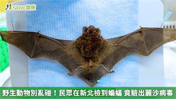 野生動物別亂碰！民眾在新北檢到蝙蝠　竟驗出麗沙病毒