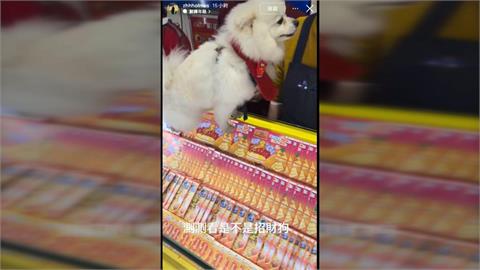 刮刮樂最強選號神獸「靈犬Bobo」　　幫主人選號刮出百萬大獎