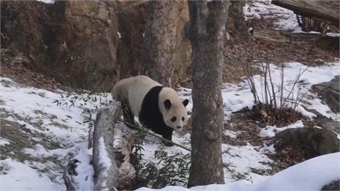 貓熊青寶、寶力遊客相見歡　華府動物園首亮相成「財神爺」