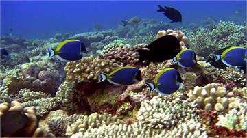 英國研究團隊發現 拯救珊瑚應「先除鼠患」
