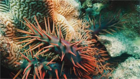 潛客天堂！紐西蘭庫克群島　全球暖化+棘冠海星珊瑚大量死亡