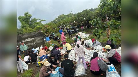 芒果大豐收！果農邀網友免費採　果園一早湧人潮