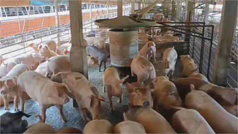 豬肉價格上漲　農委會：密切掌握毛豬產銷積極調節