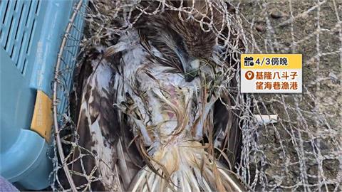 海面上載浮載沉！老鷹遭釣線纏繞　動保所、潛水教練即刻救援