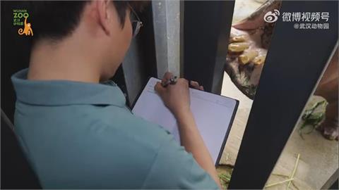 遺傳學碩士變「河馬鏟屎官」？　他：看牠們健康很有成就感