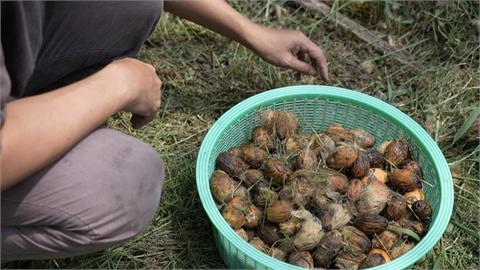 異言堂(影)／洗刷檳榔8+9汙名  變身粉紅少女   環保天然時尚染劑