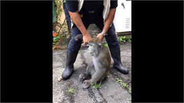 野猴誤闖「台北動物園」 竟慘遭猴王烙23隻猴圍毆