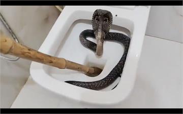 你的馬桶裡有蛇！驚恐畫面曝光　印度飯店旅客嚇瘋