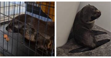 貪吃小海豹誤闖酒吧!躲馬桶旁表情無辜引熱議 鮭魚披薩成「官方認證」陷阱