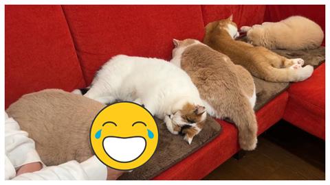 貓咪遇主人「寒冬法寶」一秒投降　放空表情萌翻網友：沙發上塞車了