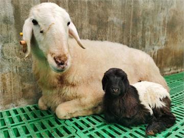 快新聞／真假？中國「複製藏羊」青海出生　央視官宣影片沒介紹第2隻…