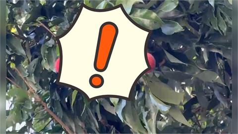 阿嬤每天狂吃「這水果」竟釀昏迷送醫！營養師揭「3情況」要避免