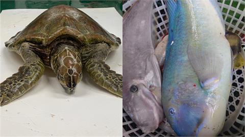 澎湖「6年來最低溫」！綠蠵龜失溫搶救中　大批凍死魚被撈上岸
