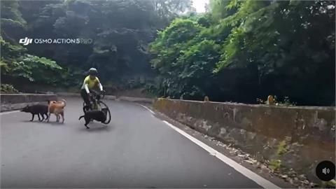 山路遛狗沒繫牽繩！　「狗狗路霸」害鐵馬車友慘摔