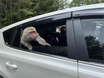 臺灣獼猴組隊「劫車搶食」！玉山管理處提醒2大原則：共同維護生態