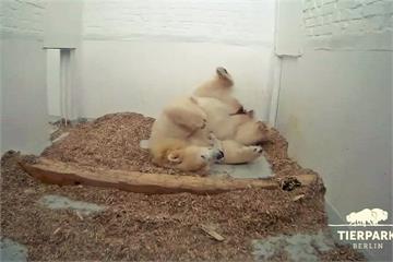 北極熊寶寶誕生！柏林動物園添新成員