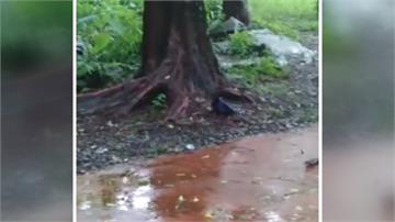 奧萬大鳥蛇大戰！台灣藍鵲連啄擊退龜殼花