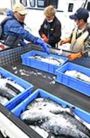 日本漁民推動「預約訂購魚」服務　捕撈量減半獲益翻倍