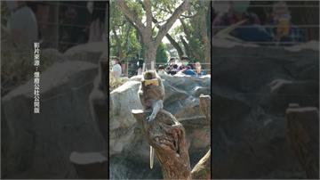 「上班時間」猛滑手機！竹市動物園馬來猴當低頭族超萌