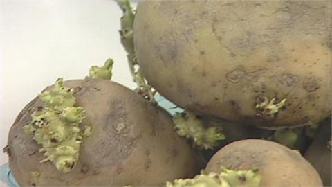 石崇良與陳駿季聯手拍片嗑洋芋片　強調馬鈴薯檢疫與食安把關