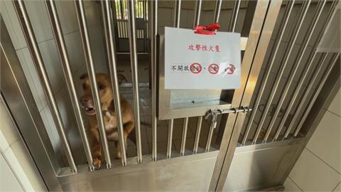 曾經咬死鄰居！比特犬調教3年變溫和　出籠重生影片曝