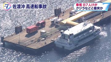 疑撞上座頭鯨 日高速船87人輕重傷