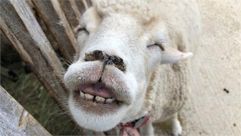 超級動物明星「無敵笑容」綿羊見過嗎？超療癒表情原來是這意思！