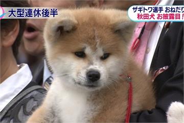 俄羅斯花滑冰后札吉托娃 獲贈秋田犬取名「阿勝」